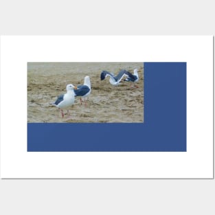 Seagulls in the sand Posters and Art